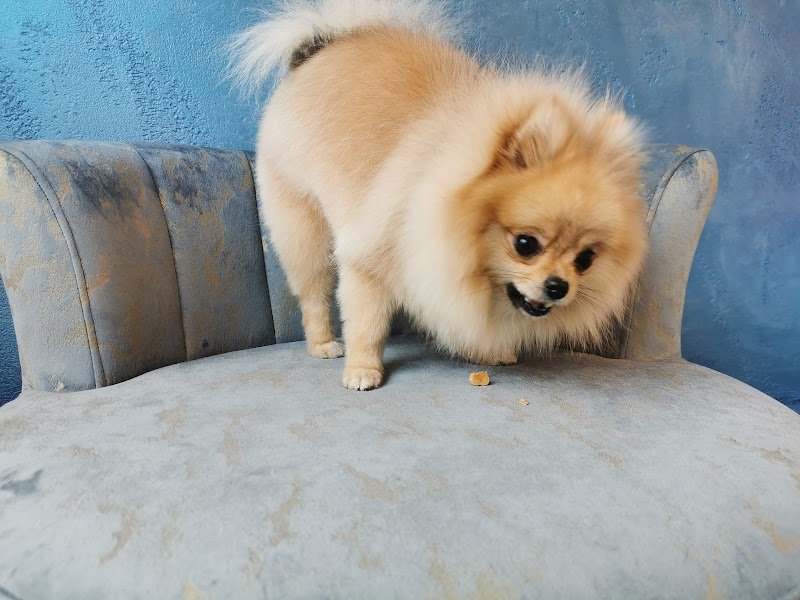 Pet Spa Sofia - Foto 2