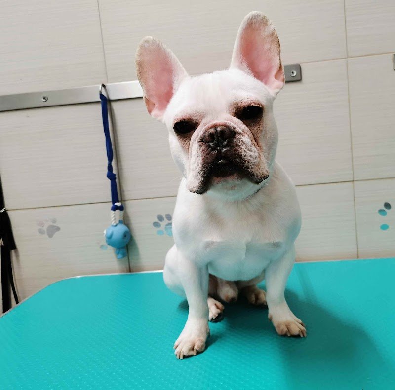 Pet Spa Sofia - Foto 3