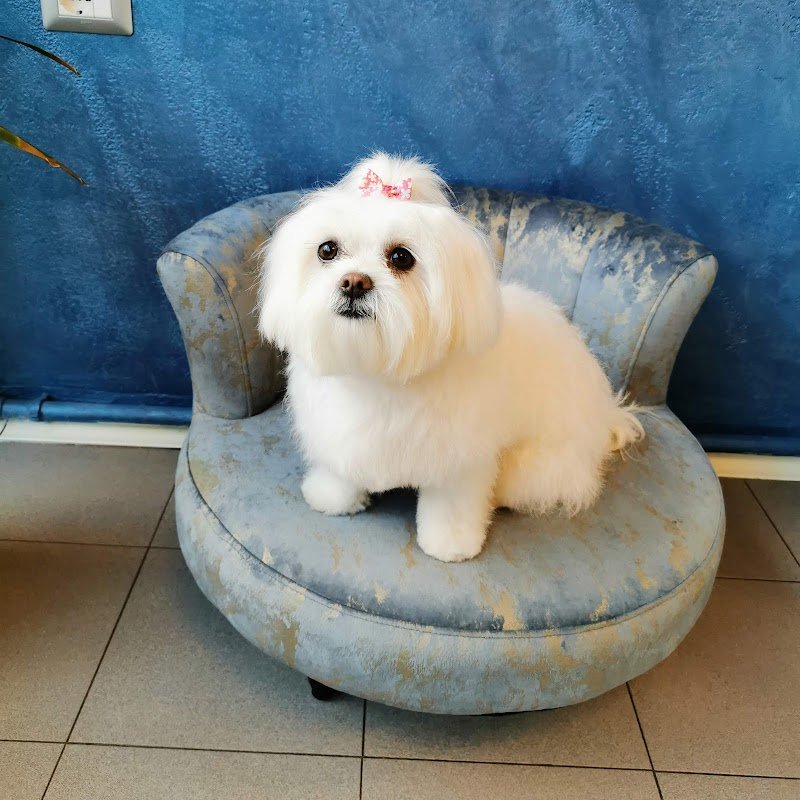 Pet Spa Sofia - Foto 4