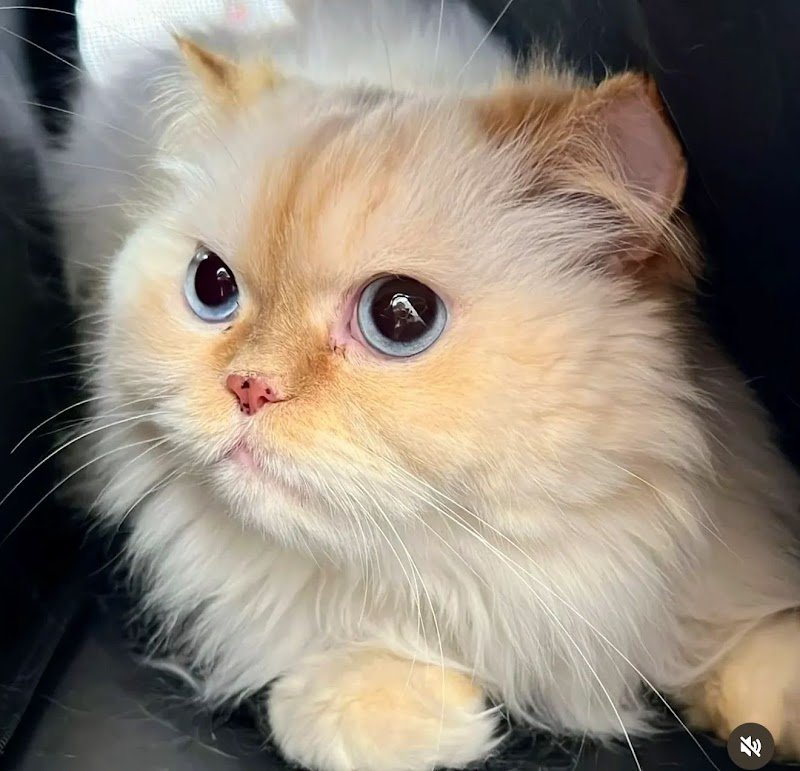 Pet Speedy Wash toelettatura animali - Foto 1