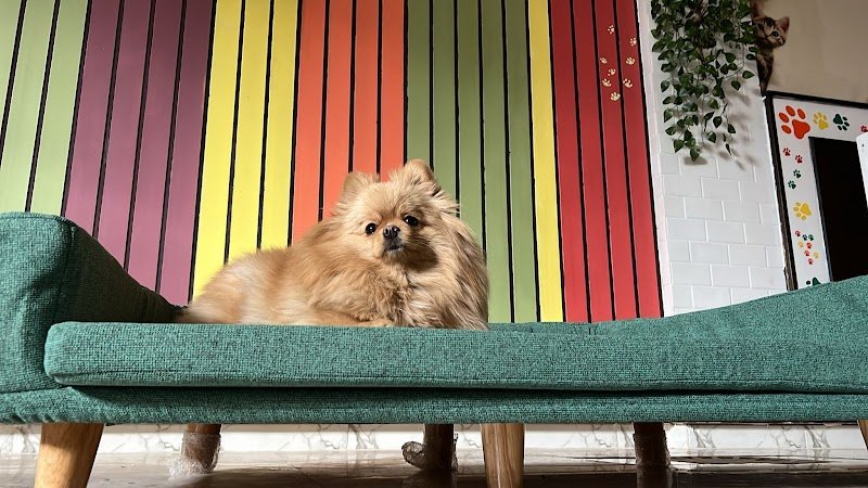 Pet Speedy Wash toelettatura animali - Foto 2