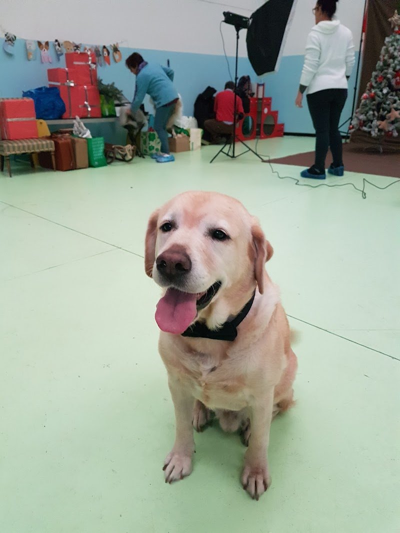 Pet Star Club - Foto 3