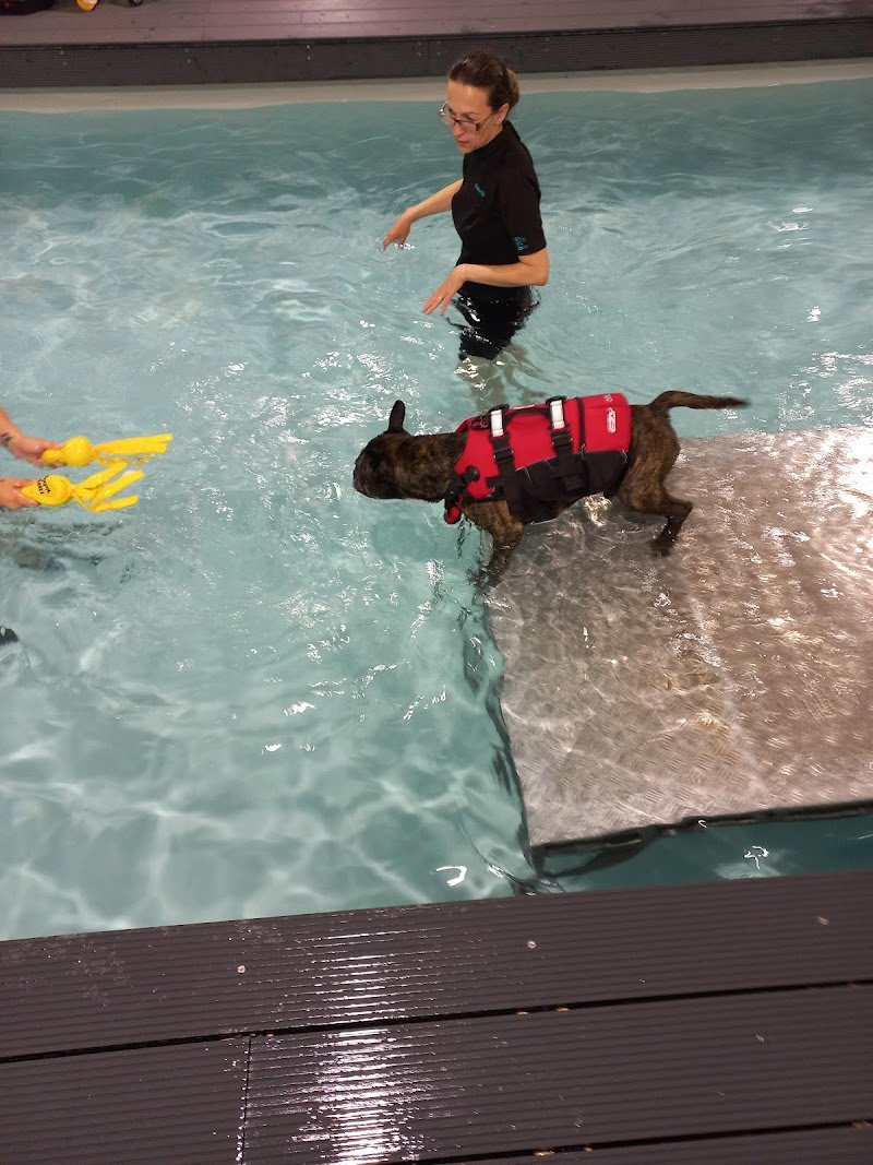 Pet Star Club - Foto 6