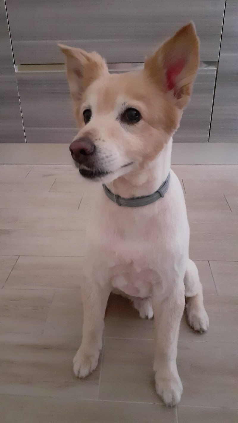 Pet Stop Toelettatura - Foto 4