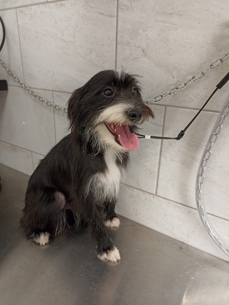 Pet Style Boutique - Foto 5