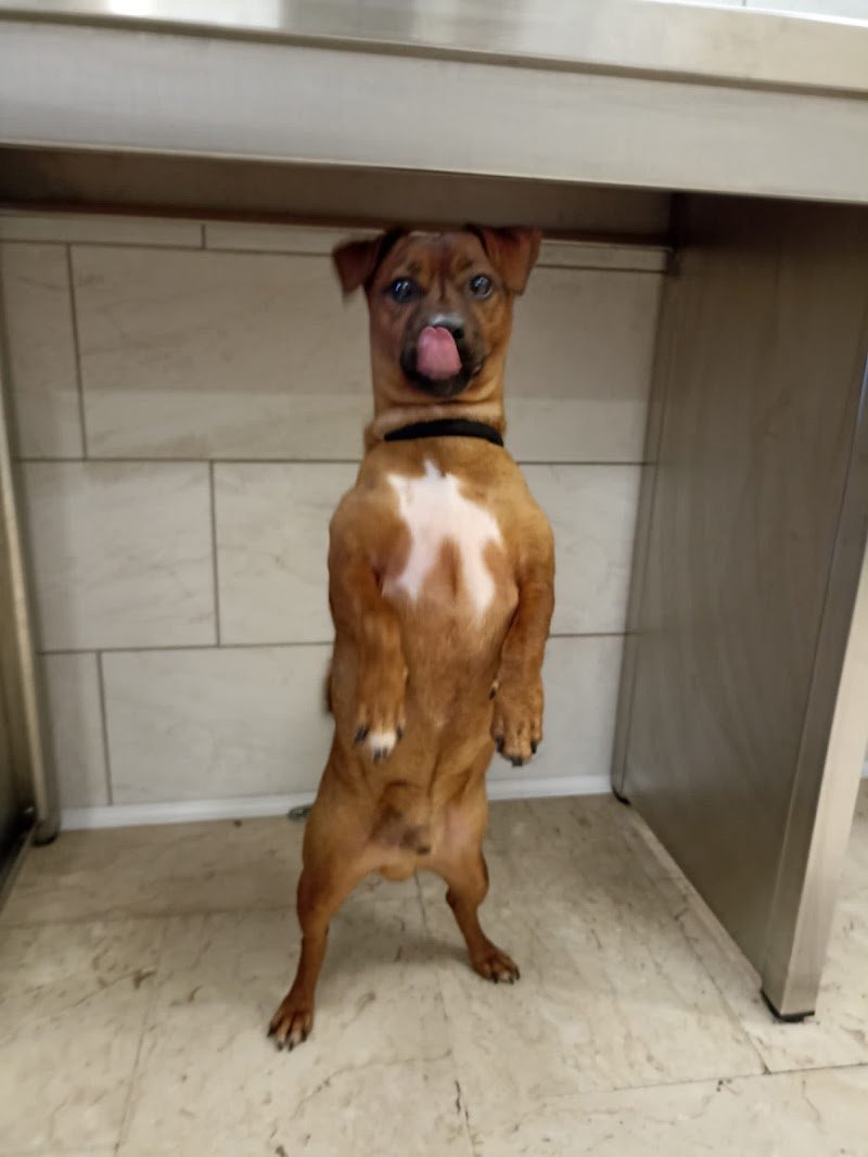 Pet Style Boutique - Foto 6