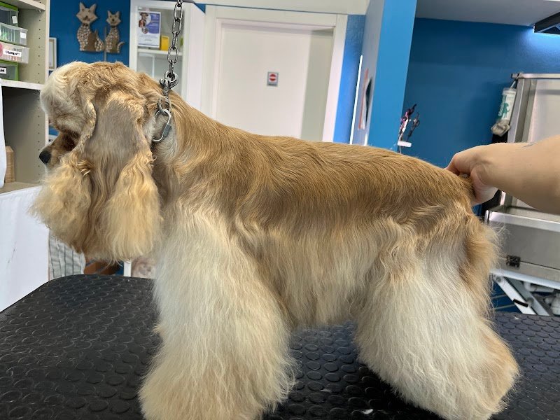 PET-TINIAMOLI toelettatura - Foto 1