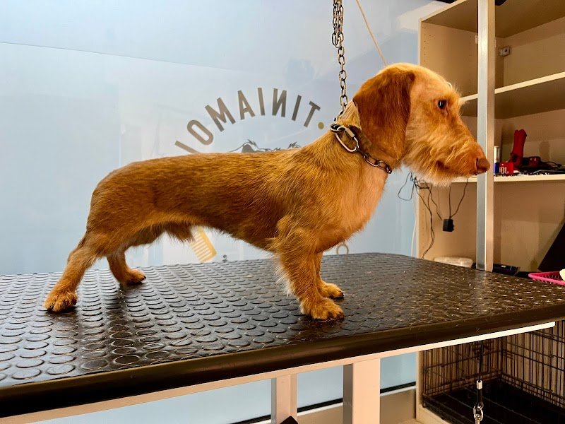 PET-TINIAMOLI toelettatura - Foto 5