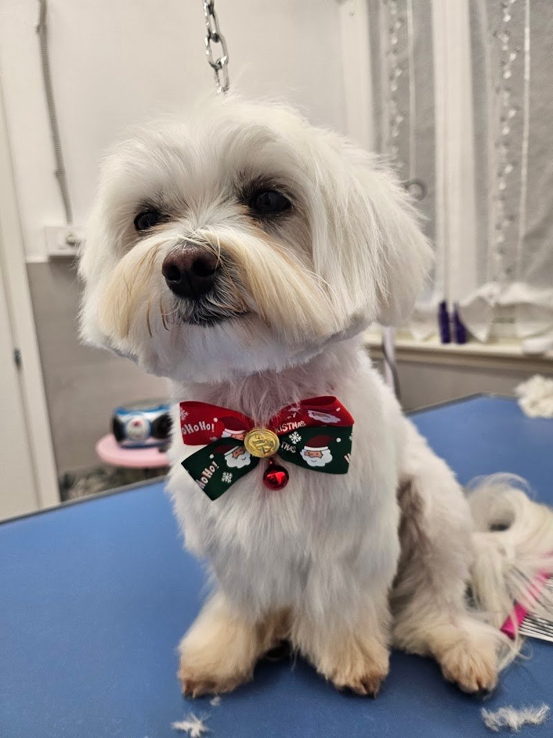 Pet Wash Home di Ingrid C. - Foto 1