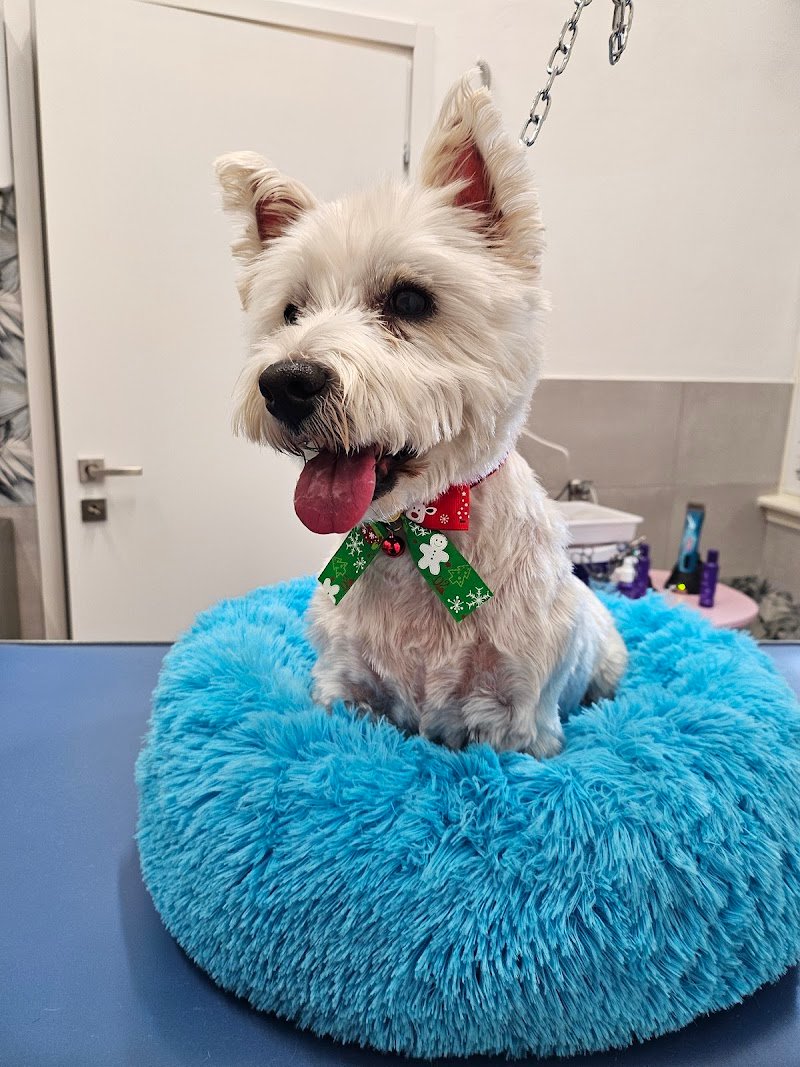 Pet Wash Home di Ingrid C. - Foto 2