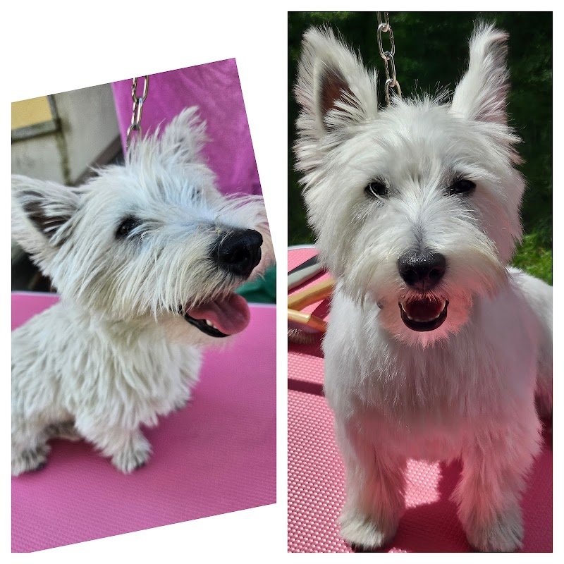 Pet Wash Home di Ingrid C. - Foto 4