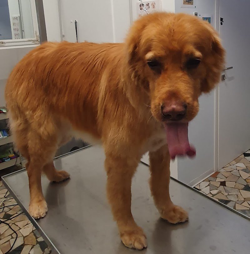 Pet Wash Home di Ingrid C. - Foto 5