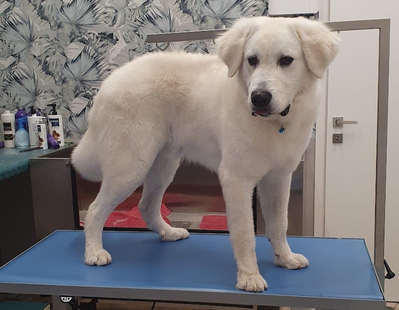 Pet Wash Home di Ingrid C. - Foto 6