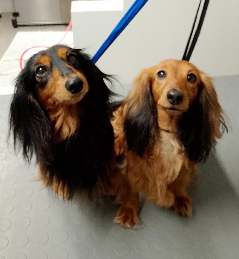 PET WELLNESS - Foto 1