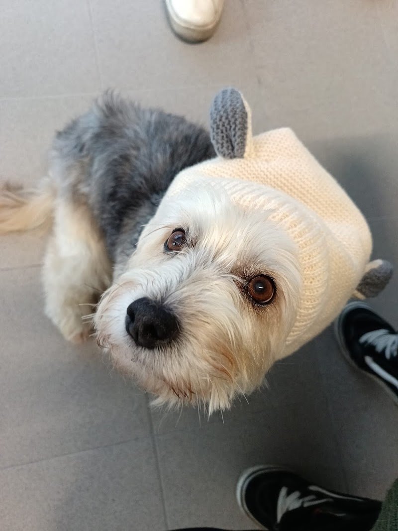 PET WELLNESS - Foto 2