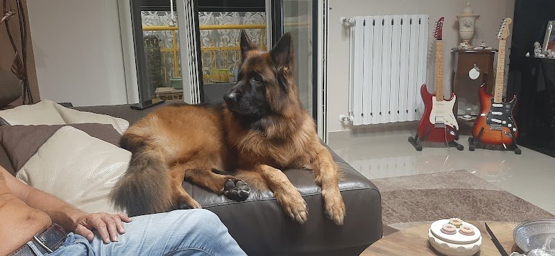 Pet Zone - Toelettatura e Mangimi - Foto 3