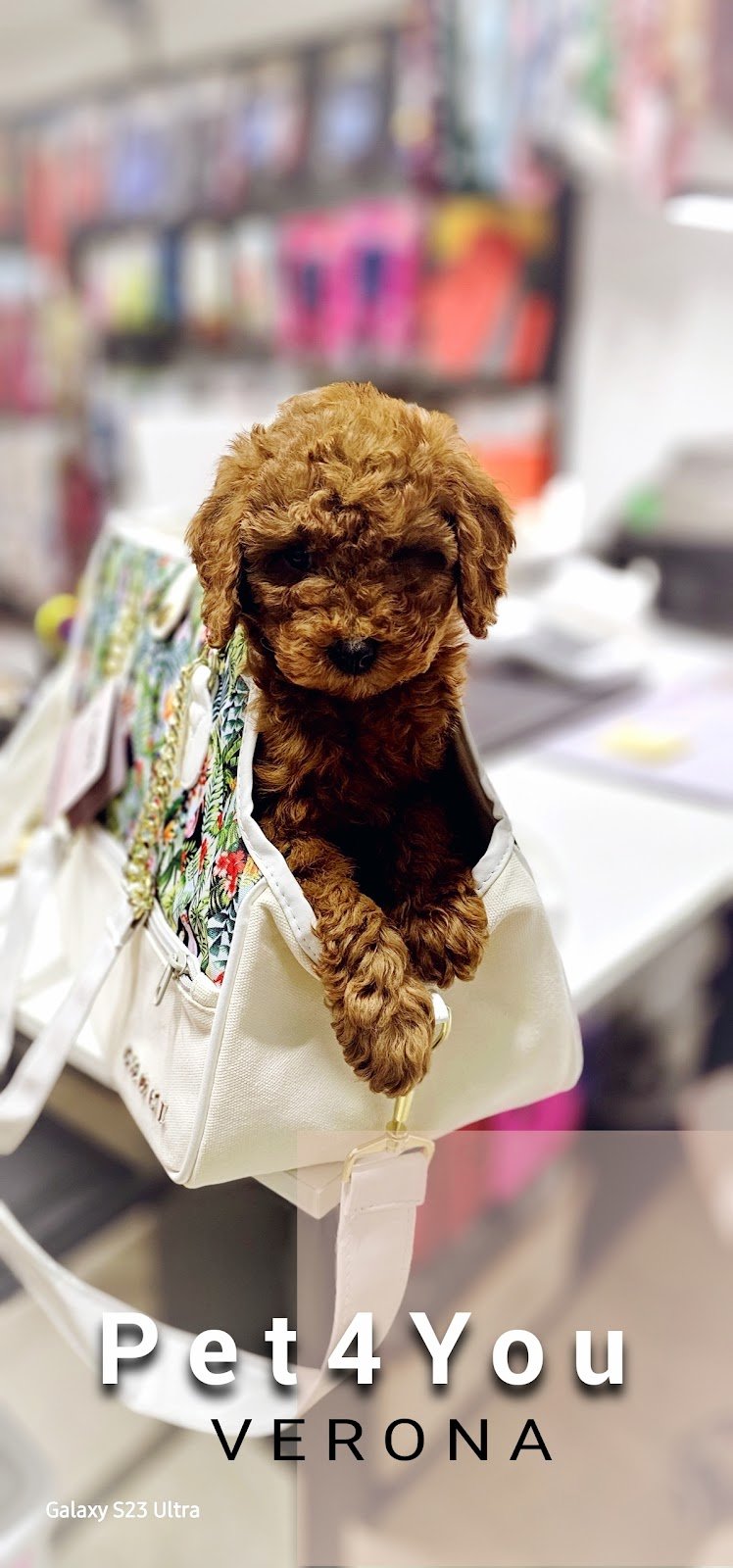 Pet4You snc - Foto 2