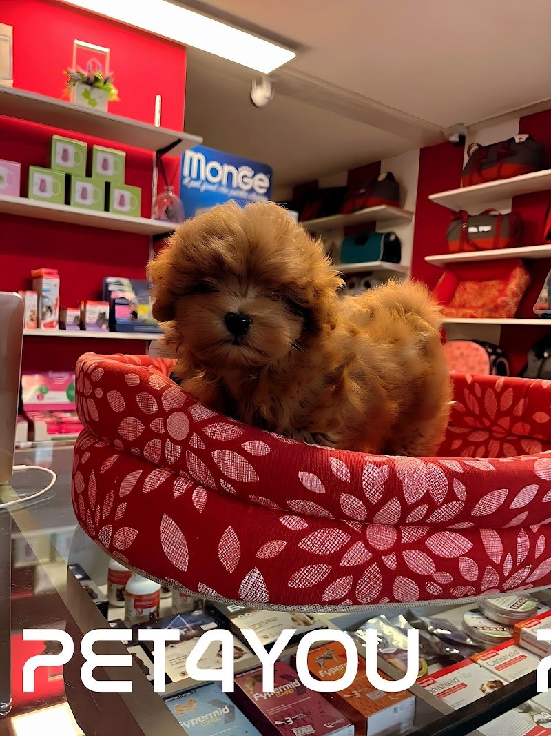 Pet4You snc - Foto 4