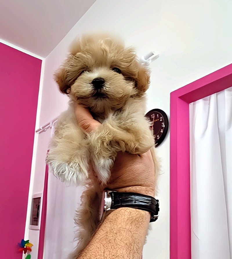 Pet4You snc - Foto 6