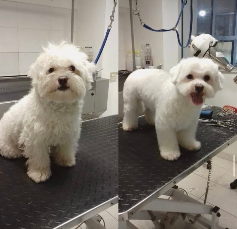 Petali di Rosa - Toelettatura - Foto 1