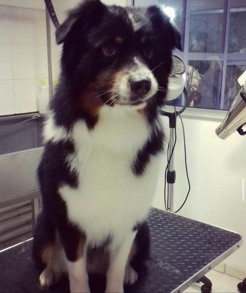 Petali di Rosa - Toelettatura - Foto 2