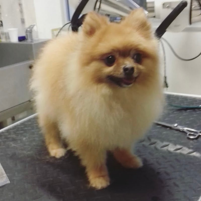 Petali di Rosa - Toelettatura - Foto 3