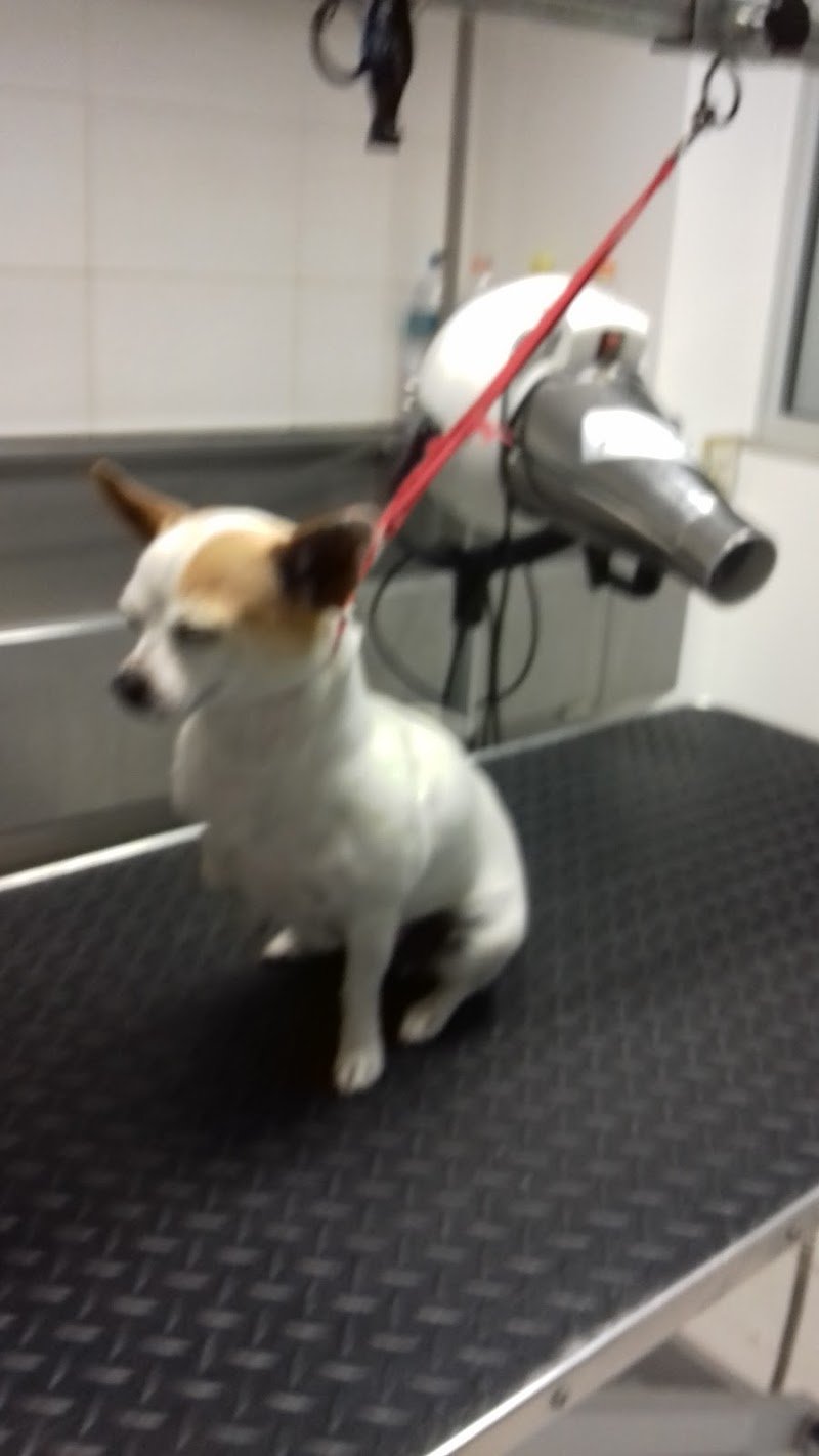 Petali di Rosa - Toelettatura - Foto 4