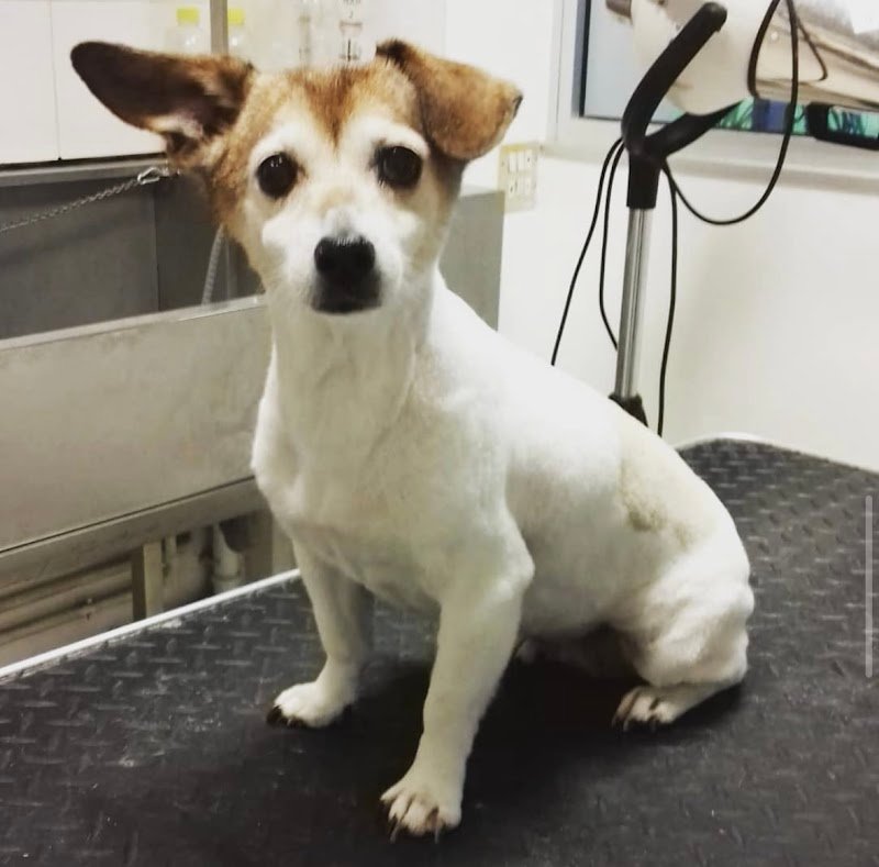 Petali di Rosa - Toelettatura - Foto 5