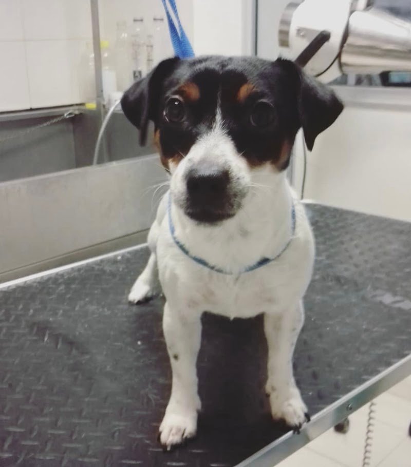 Petali di Rosa - Toelettatura - Foto 6