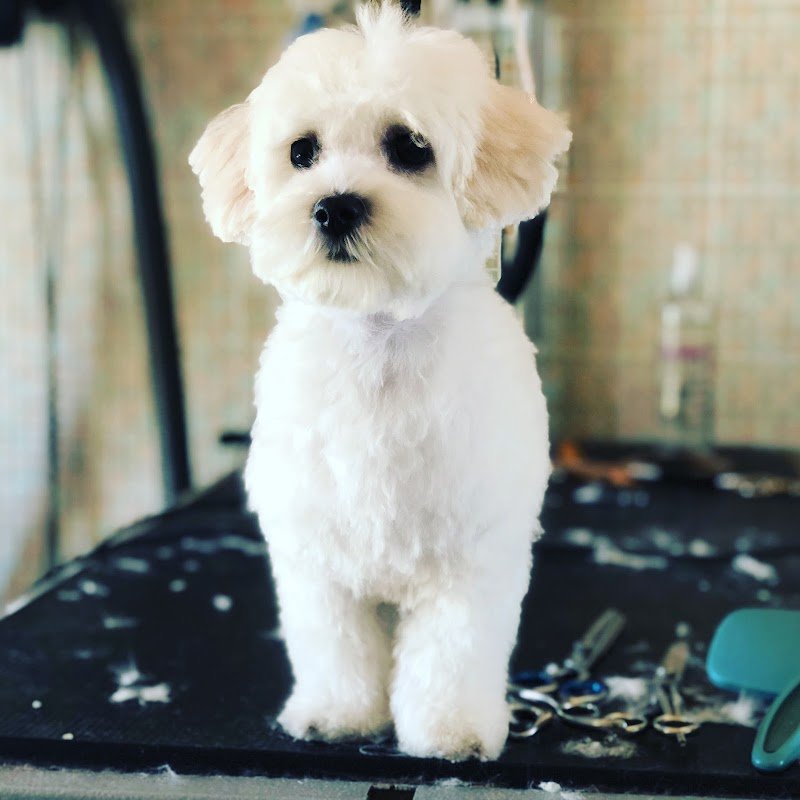 Peter Pan toelettetura pensione cani addestramento forli - Foto 1