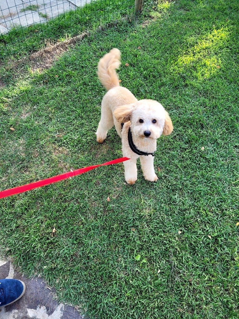 Peter Pan toelettetura pensione cani addestramento forli - Foto 2