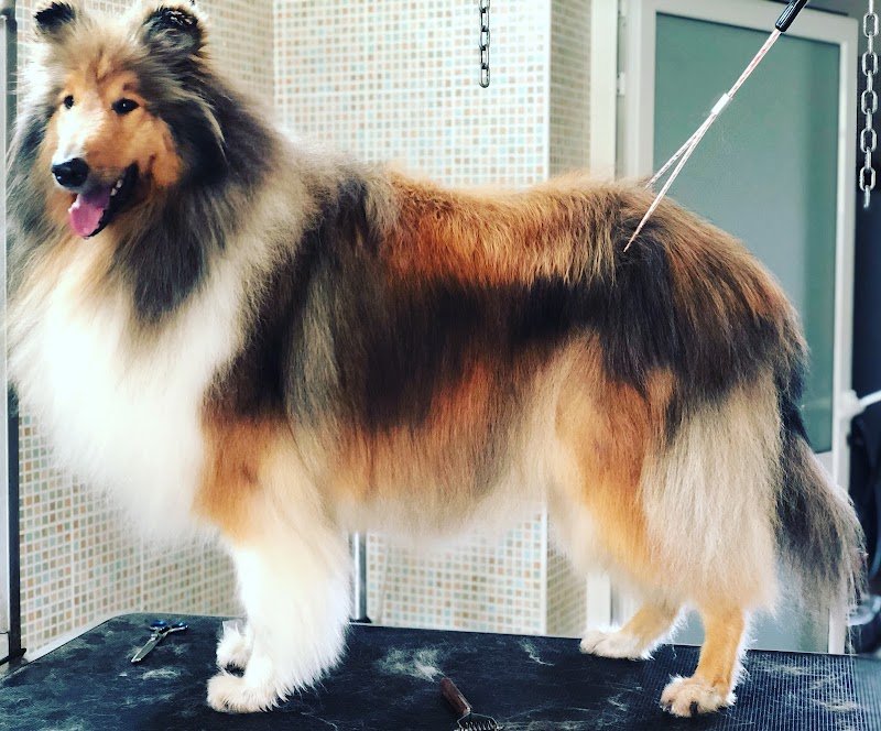 Peter Pan toelettetura pensione cani addestramento forli - Foto 4