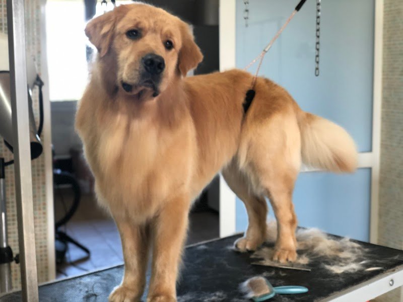 Peter Pan toelettetura pensione cani addestramento forli - Foto 5