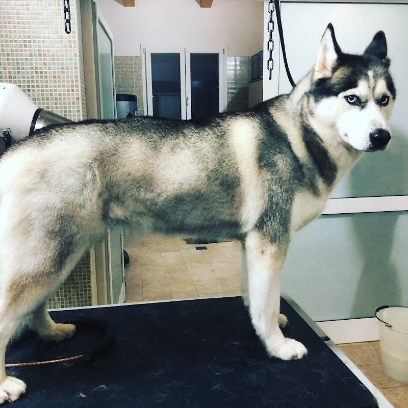 Peter Pan toelettetura pensione cani addestramento forli - Foto 6