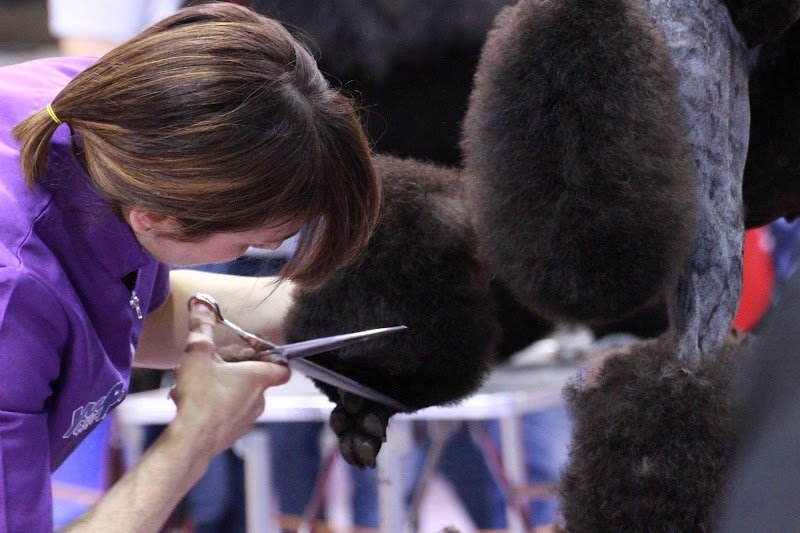 Petit Prince Toelettatura - Foto 1