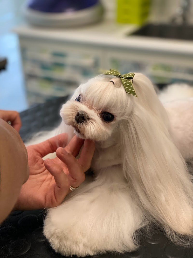 Petit Prince Toelettatura - Foto 2