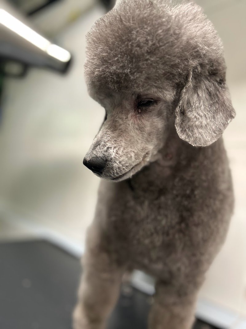 Petit Prince Toelettatura - Foto 3