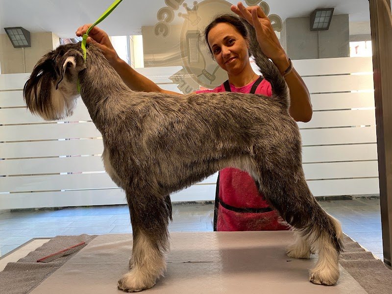 Petit Prince Toelettatura - Foto 4