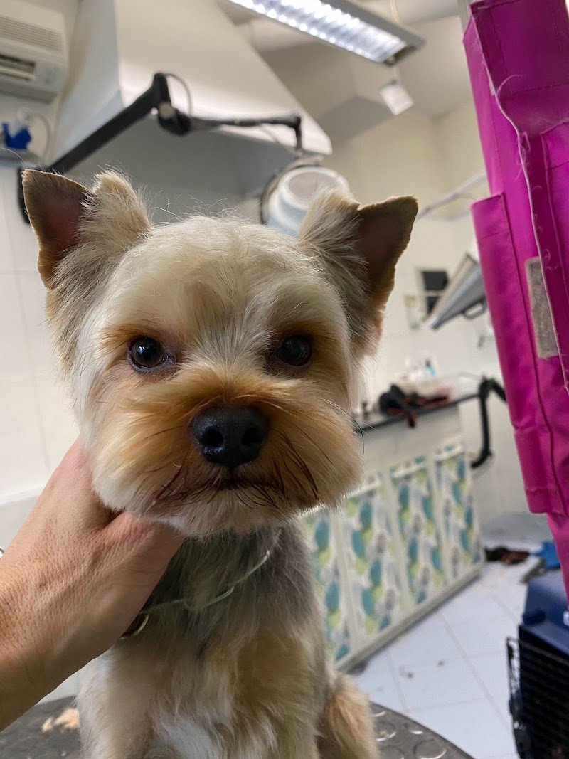 Petit Prince Toelettatura - Foto 5