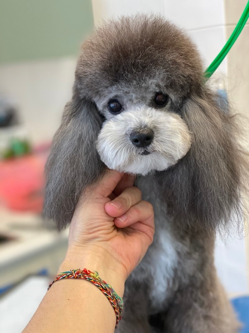 Petit Prince Toelettatura - Foto 6