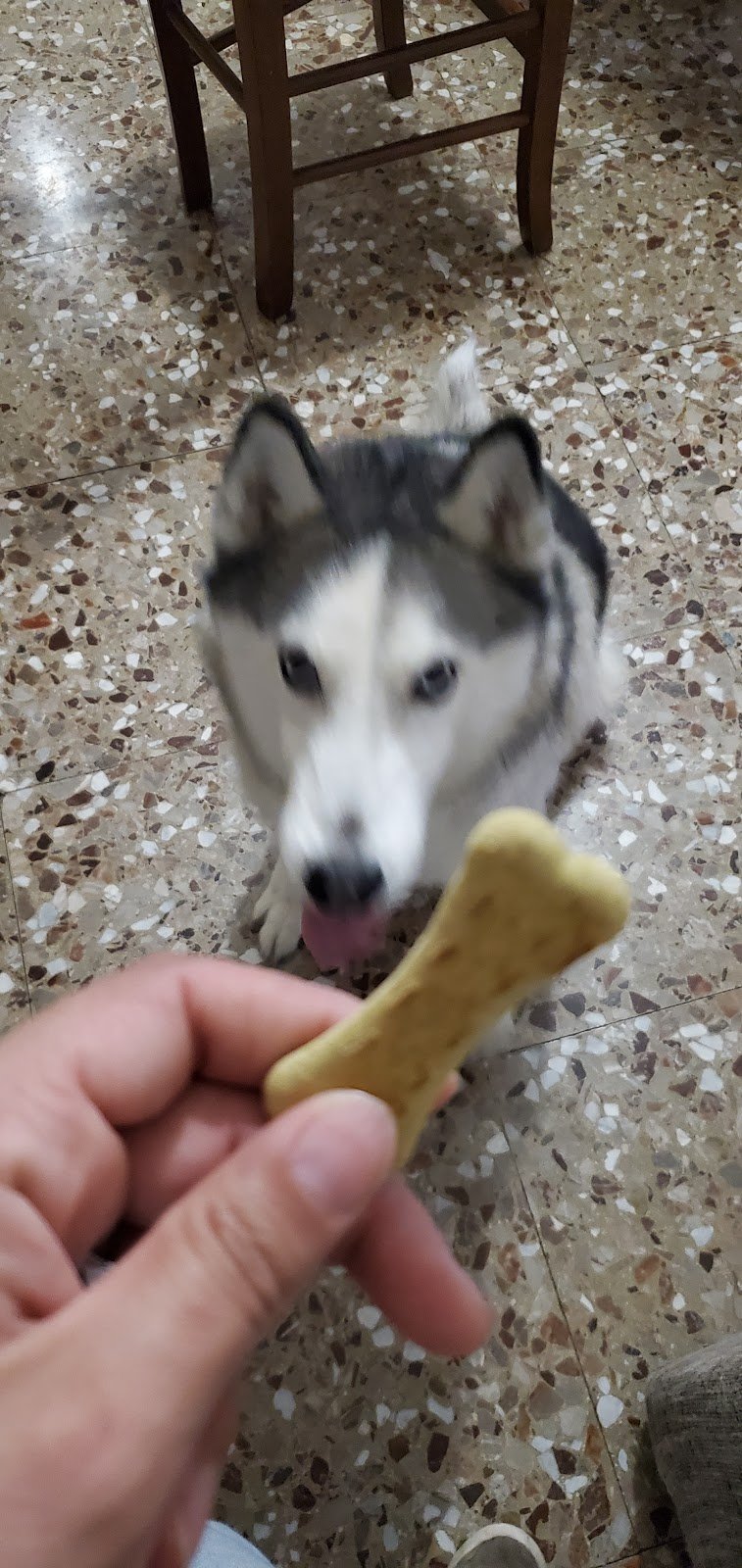 Pets And The City | Negozio animali | Toelettatura Cani | Trani BT - Foto 6