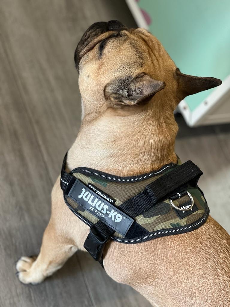 Pets and the city Toelettatura Articoli Per Animali Di Giannola Daniela - Foto 1