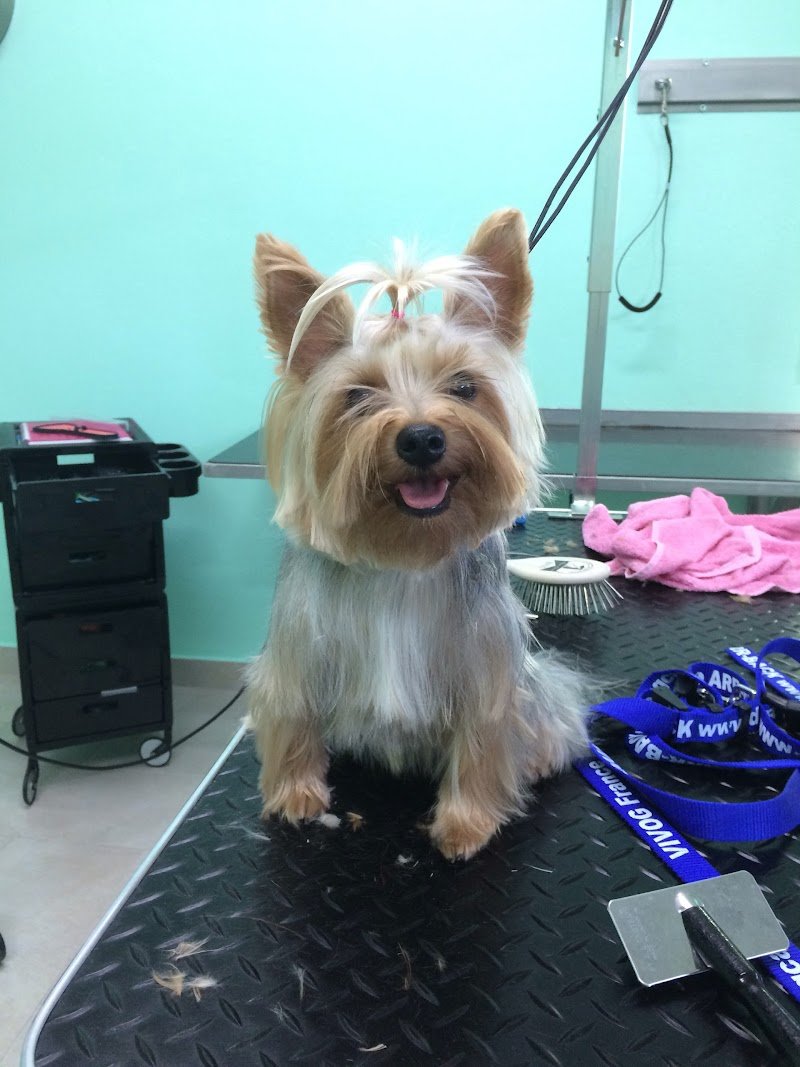 Pets and the city Toelettatura Articoli Per Animali Di Giannola Daniela - Foto 4