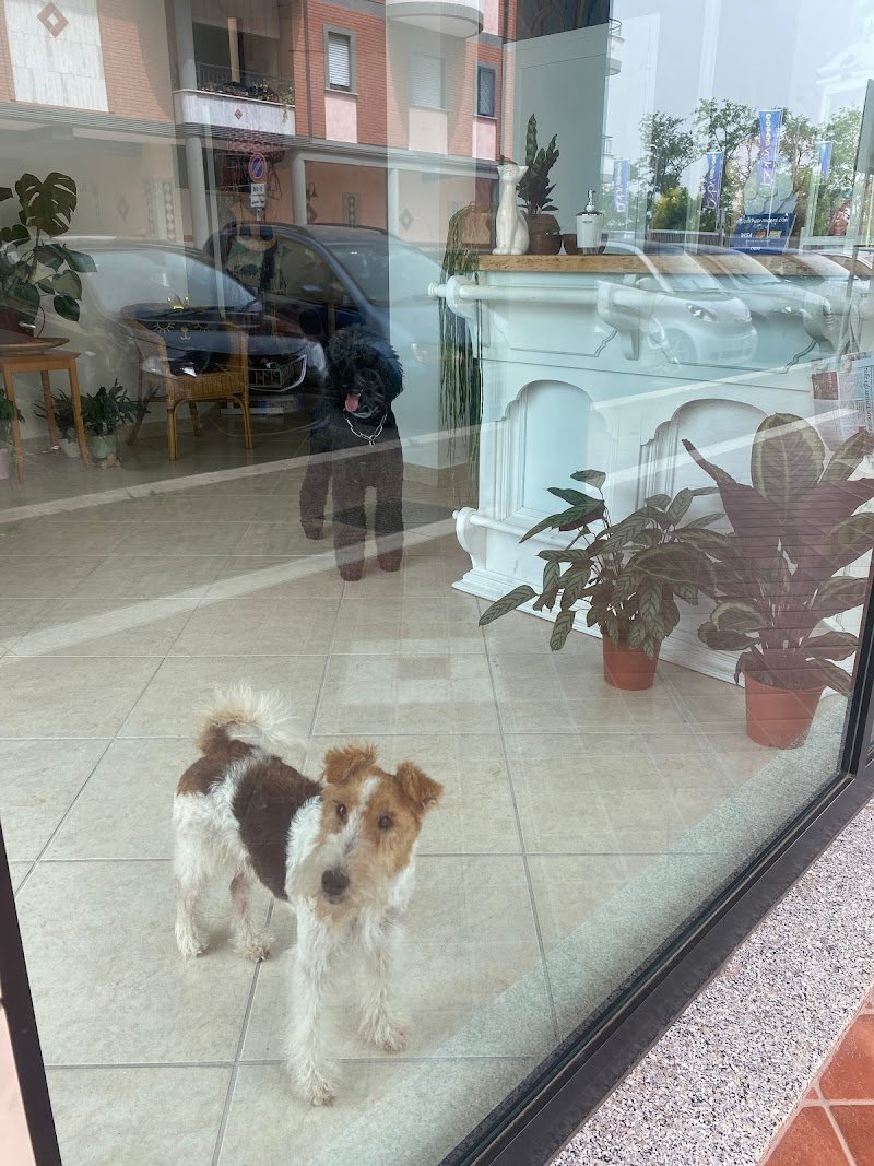 Pets Beauty Lab - Foto 4