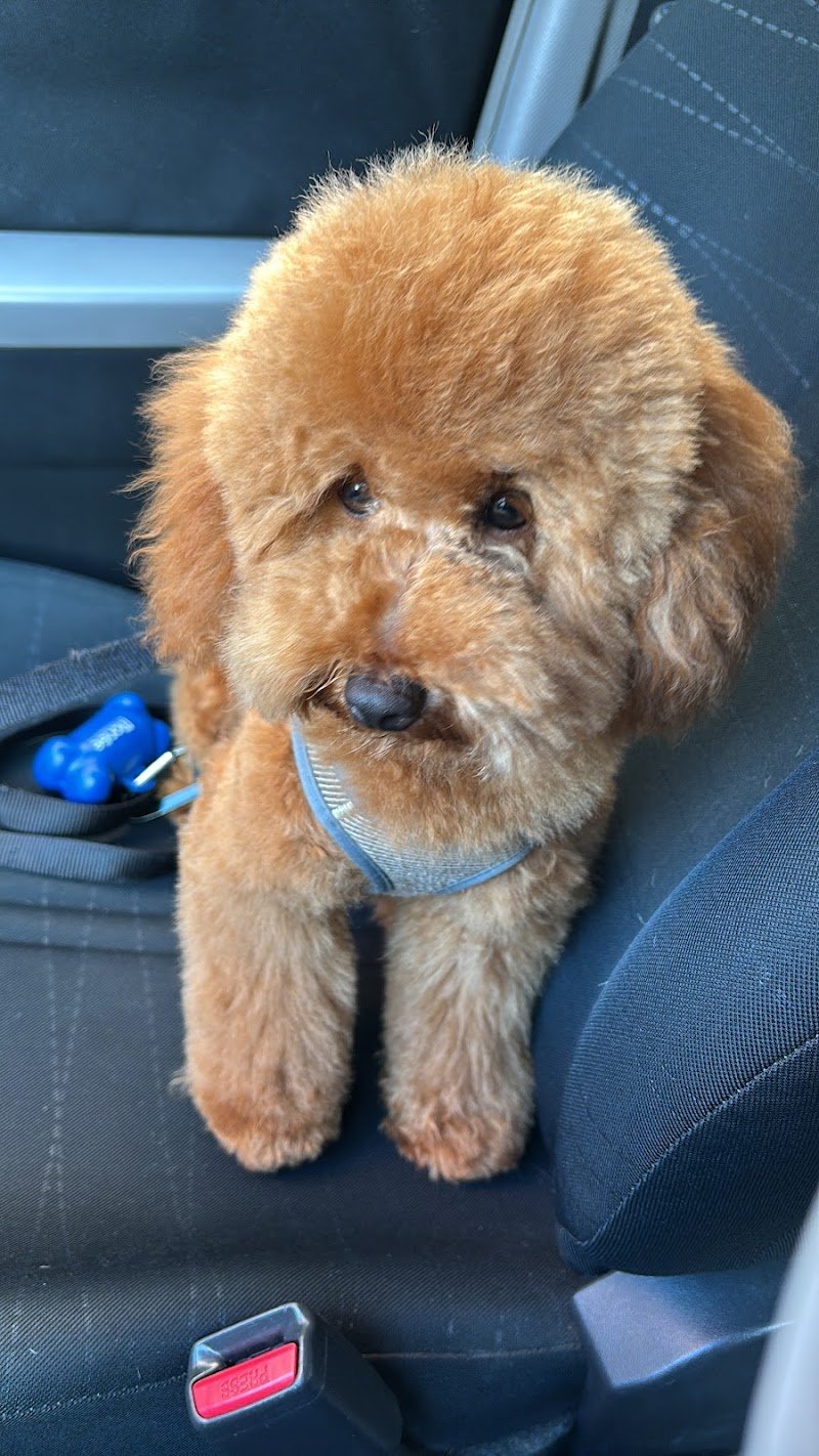 PeTS Grooming - Foto 1