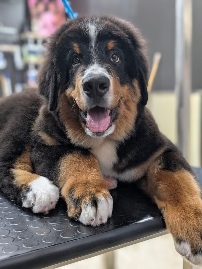 PeTS Grooming - Foto 2