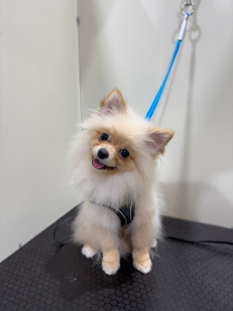 PeTS Grooming - Foto 4