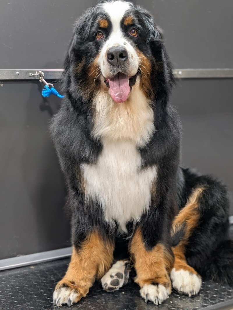 PeTS Grooming - Foto 1