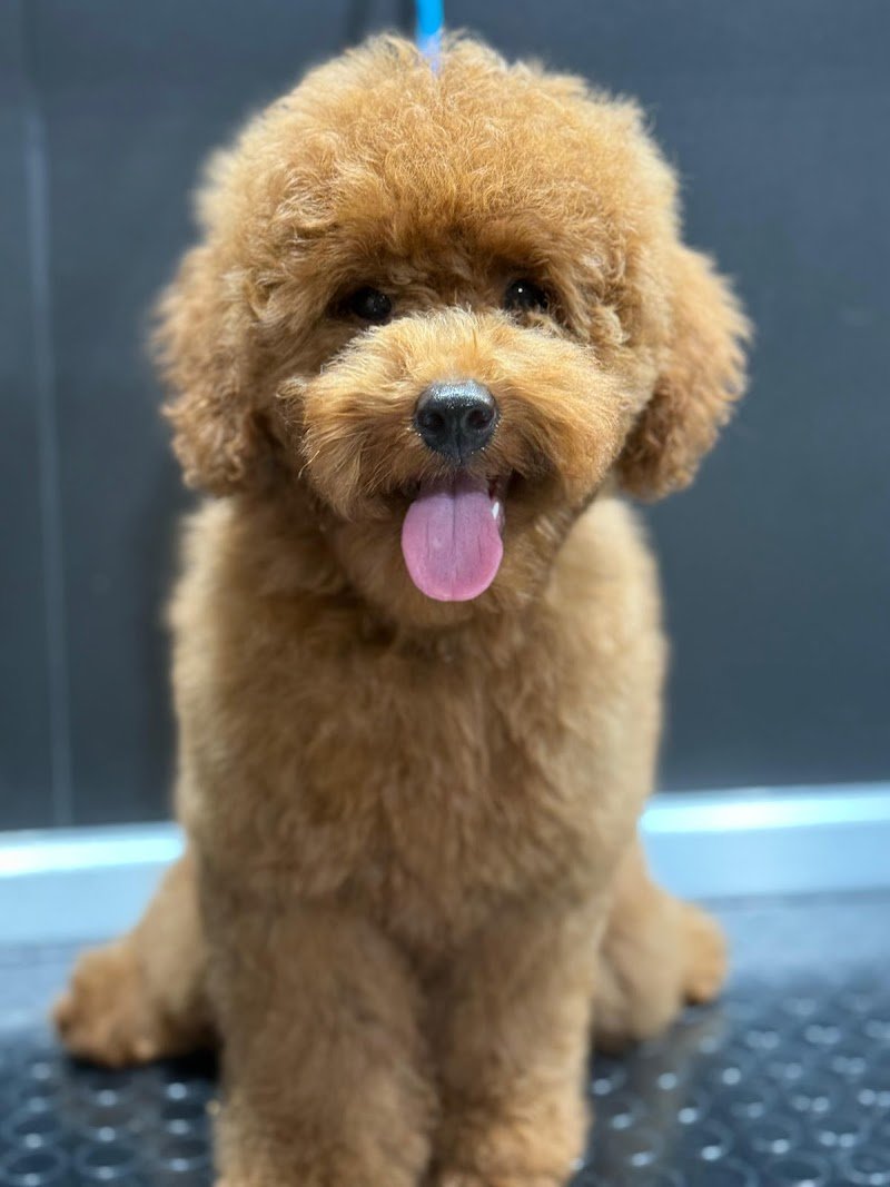 PeTS Grooming - Foto 2