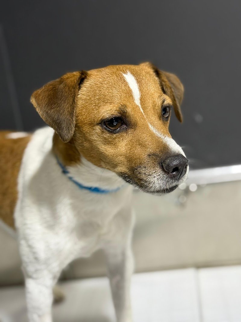 PeTS Grooming - Foto 3